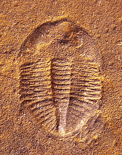 <i>Ogygiocarella</i> genus of trilobites