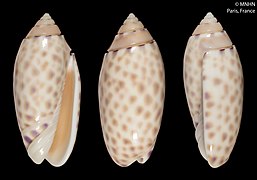 Oliva maculata