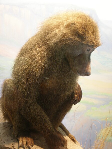 File:Olive Baboon CAS 1.JPG