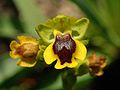 Ophrys × phryganae