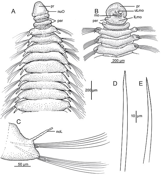 File:Orbiniella longilobata (10.11646-zootaxa.4730.1.1) Figure 22.jpg