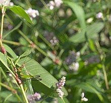 Black-legged meadow katydid, Orchelimum nigripes Orchelimum nigripes P1300105b.jpg