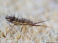 Orchesella flavescens (Bourlet, 1839)