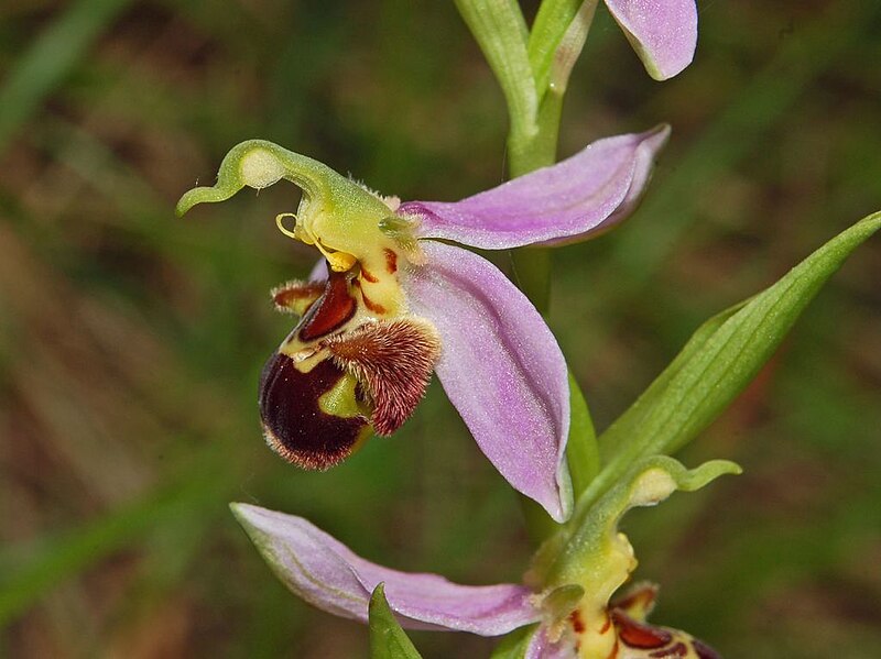 File:Orchidaceae - Ophrys apifera-3.JPG