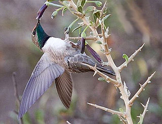 <span class="mw-page-title-main">Andean hillstar</span> Species of hummingbird