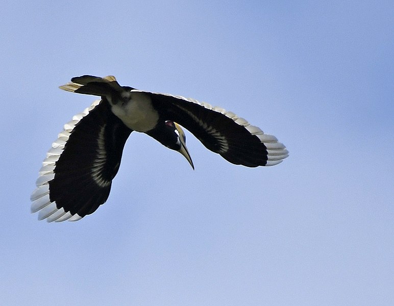 File:Oriental Pied Hornbill AMSM7402.jpg