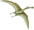 Thumbnail for File:Ornithocheirus BW flipped.jpg