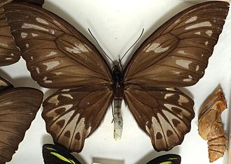 Mounted O. p. urvilleanus female with pupa at right Ornithoptera.urvilleanus.female.and.pupa.jpg