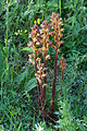 Gelbe Sommerwurz (Orobanche lutea)