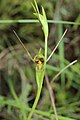 Orthoceras novae-zeelandiae