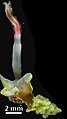 December 2: the marine worm Osedax roseus