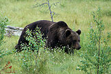 A brown bear in Kuhmo
