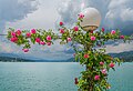 * Nomeação Rambler roses with lantern on Johannes-Brahms-Promenade, Pörtschach, Carinthia, Austria -- Johann Jaritz 01:40, 3 June 2024 (UTC) * Promoção  Support Water is blurry a bit, but the roses are absolutely irresistible --Екатерина Борисова 02:29, 3 June 2024 (UTC)