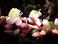 Inflorescence de Mahurea palustrisi.