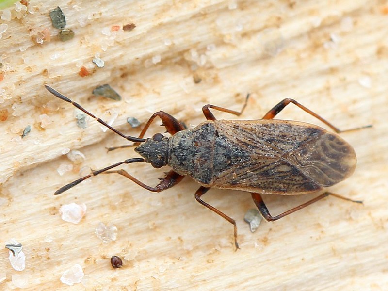 File:Pachybrachius fracticollis 01.JPG