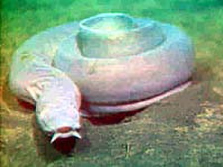 Tập_tin:Pacific_hagfish_Myxine.jpg