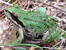 Pacific treefrog-Siskiyou.jpg