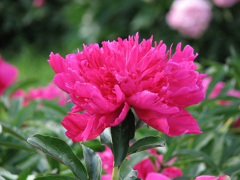 File:Paeonia 'Kreyser Avrora' 12.JPG