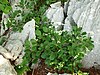 Paeonia daurica ssp. daurica, Mt. Orjen, Montenegro, Credit to Pavle Cikovac.jpg