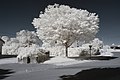 Français : Arbre de la Liberté, Place des Platanes, Pagny-le-Château (Côte d'Or, Bourgogne, France) photographié avec un filtre infrarouge 720 nm. Català: Arbre de la Llibertat, Plaça dels Plàtans, Pagny-le-Château (Costa d'Or, Borgonya, França) fotografiat amb un filtre infraroig 720 nm. Español: Árbol de la Libertad, Plaza de los Plátanos, Pagny-le-Château (Côte d'Or, Borgoña, Francia) fotografiado con un filtro infrarrojo 720 nm.