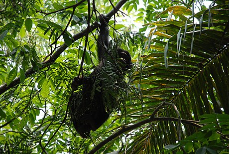 Oostelijke Congolese moerasbossen