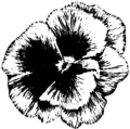 Pansy (PSF).png