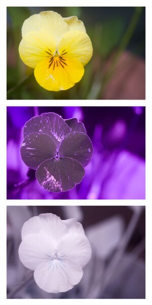 File:Pansy flower spectral comparison Vis UV IR.jpg