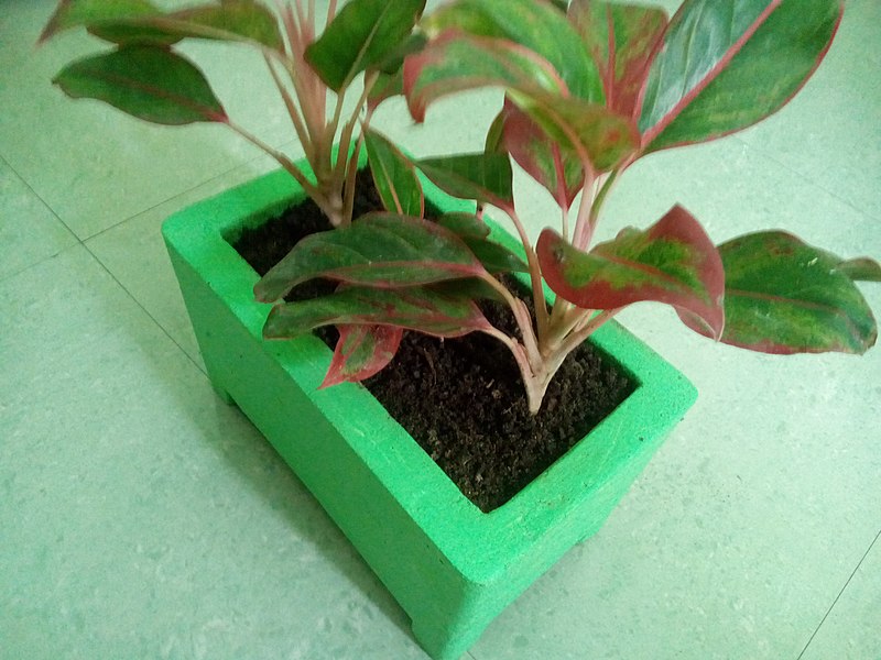 File:Papercrete pot1b 08262019.jpg