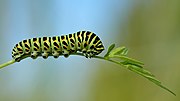 Thumbnail for File:Papilio machaon - Daucus carota - Keila.jpg