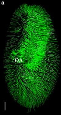 Cilios de Paramecium tetraurelia 3D. OA: orificio alimentario. Microscopía confocal.