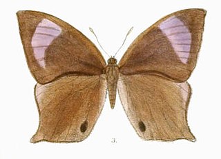 <i>Parantirrhoea</i> Genus of butterflies