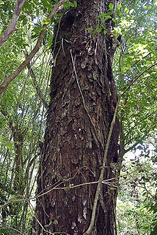 <i>Parapiptadenia</i> Genus of legumes