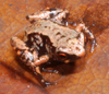 Paedophryne swiftorum, a tiny little frog.