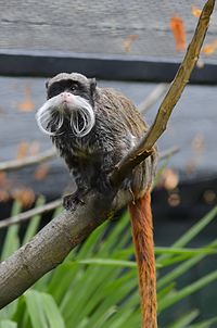 Définition  Tamarin - Singe-écureuil - Saguinus