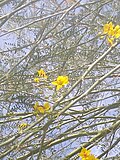 Миниатюра для Файл:Parkinsonia aculeata by Prahlad balaji.jpg