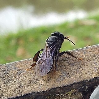 <i>Partamona helleri</i> Species of bee