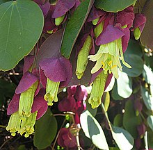 Passiflora membranacea (11256960153).jpg