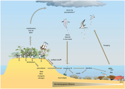 Pathways for guano-derived nitrogen to enter marine food webs Pathways for guano-derived nitrogen to enter marine food webs.webp