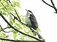 Pearly-breasted Cuckoo.jpg