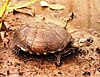 Pelusios subniger subniger - erwachsene Pan Terrapin.jpg