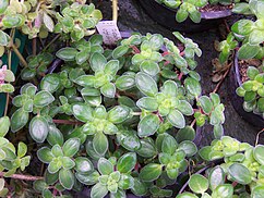 Peperomia obtusifolia, una hierba pequeña