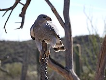 Perched grey hawk.JPG