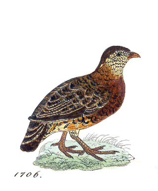 <span class="mw-page-title-main">Chestnut-necklaced partridge</span> Species of bird