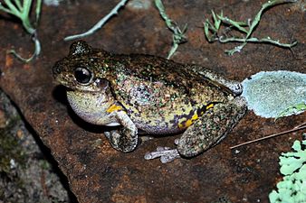 Peron's Tree Frog (Litoria peronii) on a rock.