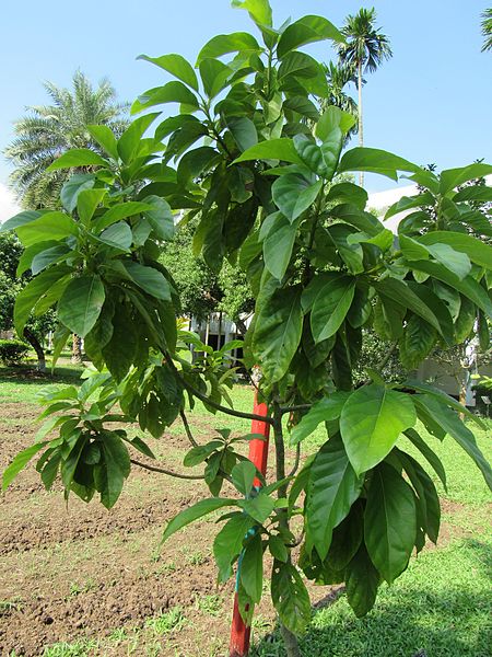 File:Persea americana (Avocado) tree in RDA, Bogra 01.jpg