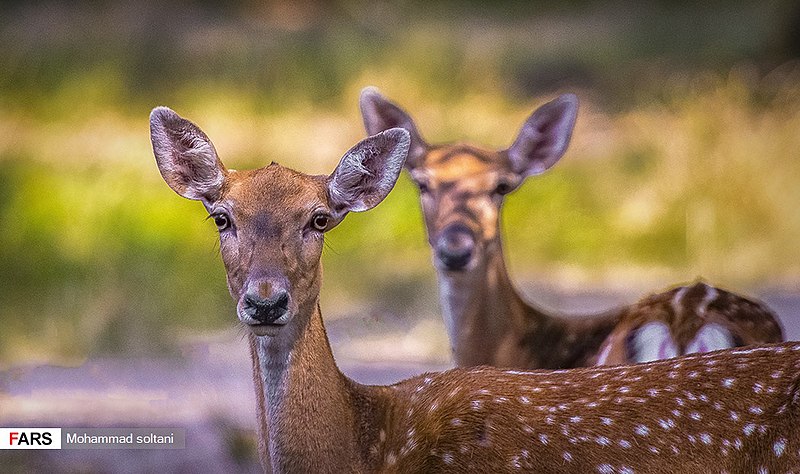 File:Persian Fallow Deers in Dasht-e Naz Wildlife Refuge 2020-06-02 20.jpg