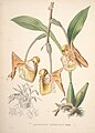 Coryanthes macrantha (as syn. 30) plate in: Jean Jules Linden: Pescatorea Bruxelles (1860)