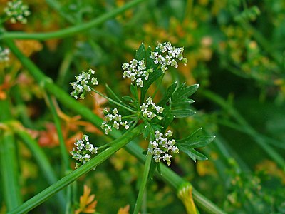 Petroselinum crispum Inflorescence