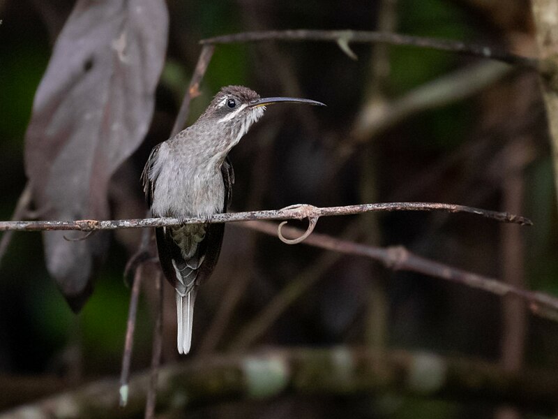 File:Phaethornis hispidus White-bearded Hermit; Porto Velho, Rondônia, Brazil.jpg