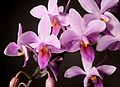 Phalaenopsis equestris